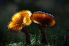 circuit01_914_Karin-Mosshammer_glowing-Mushroom