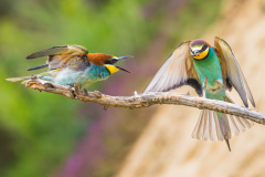 classic1_906_Bernhard-Noebauer_Classic_Nachschub