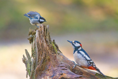 classic2_906_Bernhard-Noebauer_Classic_Begegnung