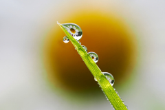 classic5_906_Robert-Hatheier_Classic_Tropfen