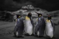 3-Platz_Georg-Haaser_Natur_PINGUINE-1-495x400