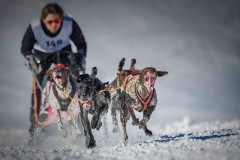 1-Platz_Robert-Schatteiner-_Sport_Hundeschlittenrennen