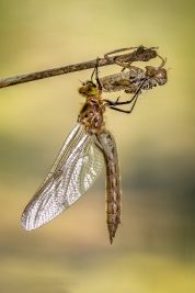 n03_910_Wilfried-Breckner_Natur_Frisch-geschlpft