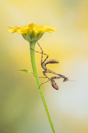 n05_900_Norbert-Maier_Natur_Gottesanbeterin