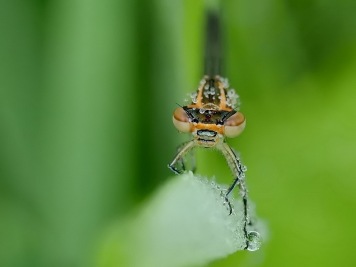 n05_914_Werner-Gantschnigg_Natur_Libelle