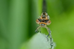 n05_914_Werner-Gantschnigg_Natur_Libelle