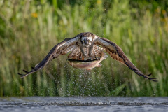 n1_909_Manfred-Hesch_Natur_Forellenjagd