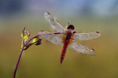 n4_906_Walter-Trausinger_Natur_Libelle