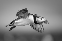 n4_909_Manfred-Hesch_Natur_Hoehenflug