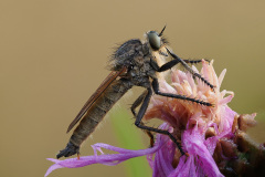 Natur-1_Robert-Hatheier_Natur_Raubfliege