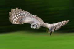 Natur-2_Walter-Trausinger_Natur_im-Anflug