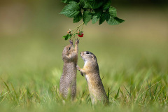 Natur1-Manfred-Hesch_Die-suessesten-Fruechte