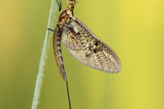 Natur2-Robert-Hatheier_Eintagsfliege
