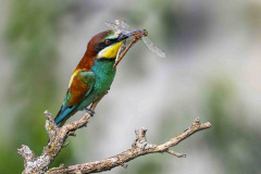 Natur3-Manfred-Hesch_Libelle