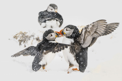 Natur1_906_Bernhard-Noebauer_Natur_Streit