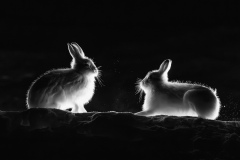 Natur2_906_Bernhard-Noebauer_Natur_Schneehasen