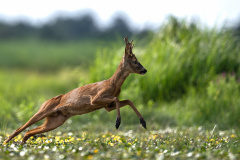 Natur3_909_Manfred-Hesch_Natur_-Explosiv