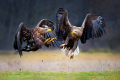 Natur4_901_Wolfgang-Kurz_Natur_Angry-birds