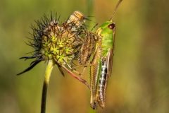1-PlatzWilfried-Breckner_Natur_Schau-mal