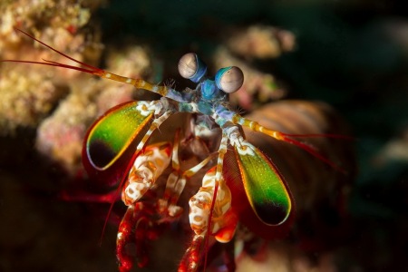 004_910_Johann-Hinterdorfer_Mantis-Shrimp