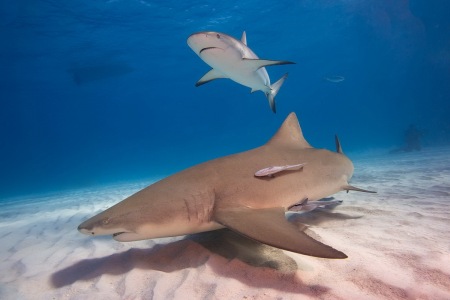 006_910_Johann-Hinterdorfer_Citron-vs-Riffshark
