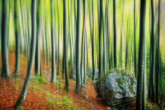 creative-3_910_Ferdinand-Schrattenecker_Creative_Zauberwald