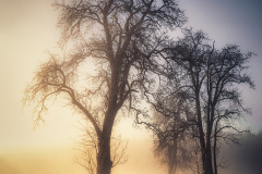 creative-5b_910_Stefan-Huber_Creative_Waechter-des-Nebels
